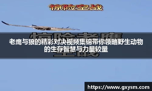 老鹰与狼的精彩对决视频集锦带你领略野生动物的生存智慧与力量较量